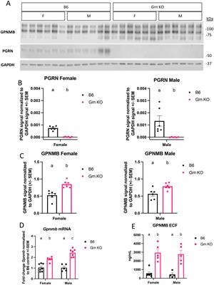 Investigating the role and regulation of GPNMB in progranulin-deficient macrophages